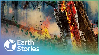 The Most Destructive Fires In History | Desperate Hours | Earth Stories