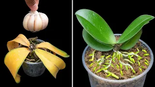 Use a bulb on a wilted orchid and the Roots will magically revive 100 times more