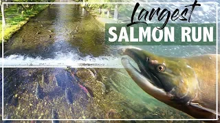 Epic Salmon Run Underwater + Drone in Vancouver, BC |  三文鱼回流