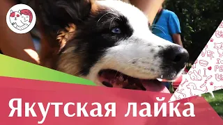 Якутская лайка на ilikepet. Особенности породы, уход