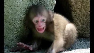 Baby monkey throwing a tantrum! losing sight of mom