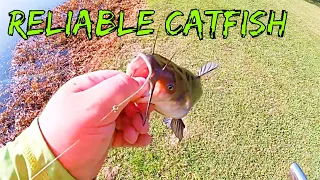 When Bass Won’t Bite it’s Catfish Time