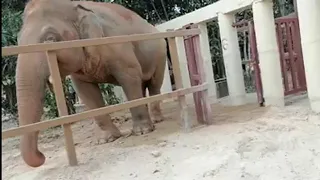 Kaavan Sniffing Around The Girls | Day 2 Activities | Wildlife Sancuitary Cambodia | Kaavan Update |