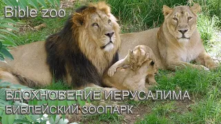 Святая Земля | Вдохновение Иерусалима | Библейский зоопарк | Inspiration of Jerusalem | Bible zoo