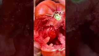 Tomato Harvesting  From Farm  Juicy And Fresh Satisfying video  #Satisfying #short #agriculture