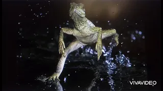 Знаете ли вы, что существует ящерица, умеющая бегать по воде?