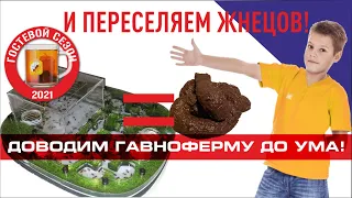 Доводим ДО УМА муравьиную г@вно ферму. И ПЕРЕСЕЛЯЕМ ЖНЕЦОВ!