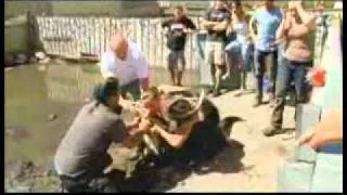 Alligator Bites a Woman's Face [from www.metacafe.com].flv