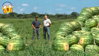 PLANTAÇÃO DE MELANCIA GIGANTE É DESCOBERTA NO BRASIL E SURPREENDE