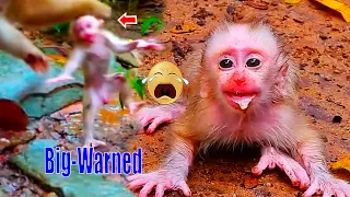 The-poor-little baby monkey was-cried-in-fear, The-mother-was-dragged-baby-away, Disciplined-to-cry