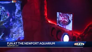 Ring of Fire at Newport Aquarium