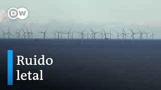 Contaminación acústica ¿Cómo silenciar los mares? | Hecho en Alemania