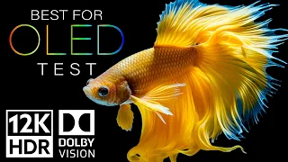 The Craziest OLED Test in 12K HDR 60FPS - Dolby Vision