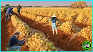 The Most Modern Agriculture Machines That Are At Another Level, How To Harvest Watermelons In Farm▶2
