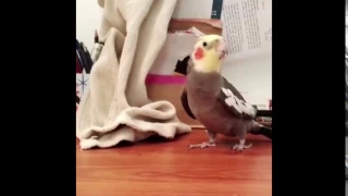 Bird sings a tune [loud]