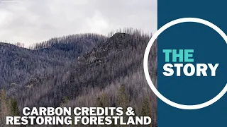 Northwest company says there's a market-based solution to restoring wildfire-scorched forestlands