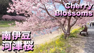 南伊豆町  河津桜と菜の花を見ながら歩く2022｜Kawazu-zakura Cerry Blossoms in Minami-Izu