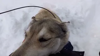 Западно Сибирская Лайка рабочая дипломы.