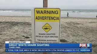 Juvenile Great White Shark Sightings On The Rise