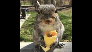 Funny squirrel videos shorts
