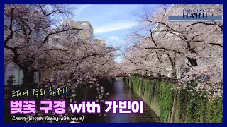 [DHharu] 벚꽃구경 (메구로강) / Cherry-blossom viewing (Meguro River)