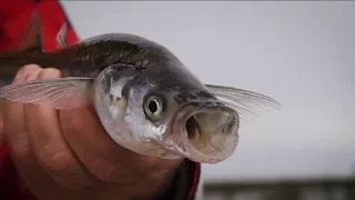 Soldados de Madariaga ! Pejerreyes en la laguna Salada Grande