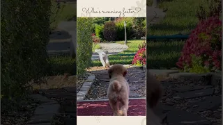 Two Cute Dogs Race | Who is running faster? | Cute Animals #shorts