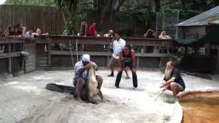 Alligator wrestling Show