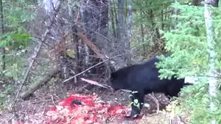 Awesome Black Bear taken with a bow caution very graphic