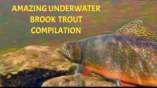 Amazing & Rarely Seen Underwater Brook Trout Video Compilation (rizz)