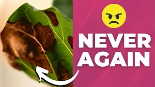 7 Secrets I Learned by Killing My First Fiddle Leaf Figs