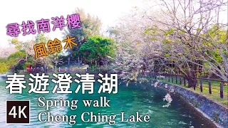 高雄澄清湖  - 風鈴木、南洋櫻季節 | kaohsiung Cheng Ching Lake | 4K