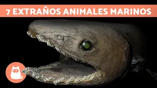 Los Animales MARINOS más RAROS del MUNDO 🦑 (TOP 7)