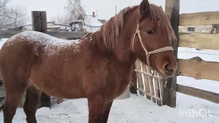 Коровы готовятся к отёлу,заварили фиксатор.