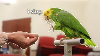 WHY SOME BIRDS REFUSE TO STEP UP!