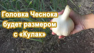 Головка чеснока будет с Кулак Если внести этот раствор под чеснок. Подкормка и уход.