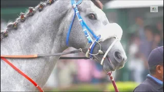 BANGALORE DERBY WINNER 2018 - Sir Cecil