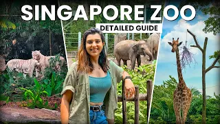 What To Expect in Singapore Zoo - How To Reach Singapore Zoo | Full Details