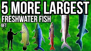 5 More of The Largest Freshwater Fish In The World Part 3