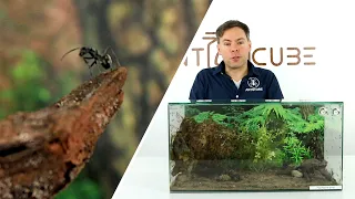 ANTCUBE - Polyrhachis dives get another ant arena