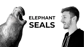 The Beauty Of Elephant Seals