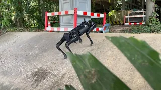 Robot Dog B1 Climbing 30° Ramp and Crossing the Jungle