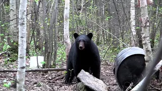 Spring Bear Crossbow Hunt - HUNT SERIES