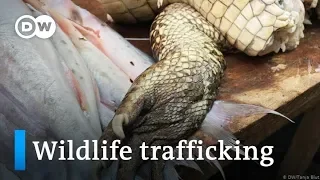 Wildlife trafficking in Peru | Global Ideas