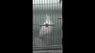 Umbrella Cockatoo Going Crazy!!