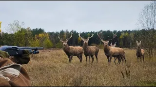 DRIVEN DEER HUNTING. killed two