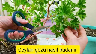 CEYLAN GÖZÜ BUDAMA NASIL YAPILIR 🤔 PÜF NOKTALARI NELERDİR ❓ ÇİÇEK AÇMASI İÇİN BUNU YAPIN ❓🤔