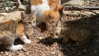 Mother Cat shares the food with the Kittens so that they do not go hungry. 😍