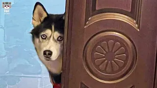 When You Receive a FUNNIEST HUSKY DOG as a Gift from God 🐶😂Funny HUSKY Moments🐶Funny Dog videos