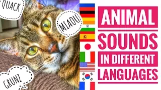 MEOW MEOW or Animal sounds in different languages?